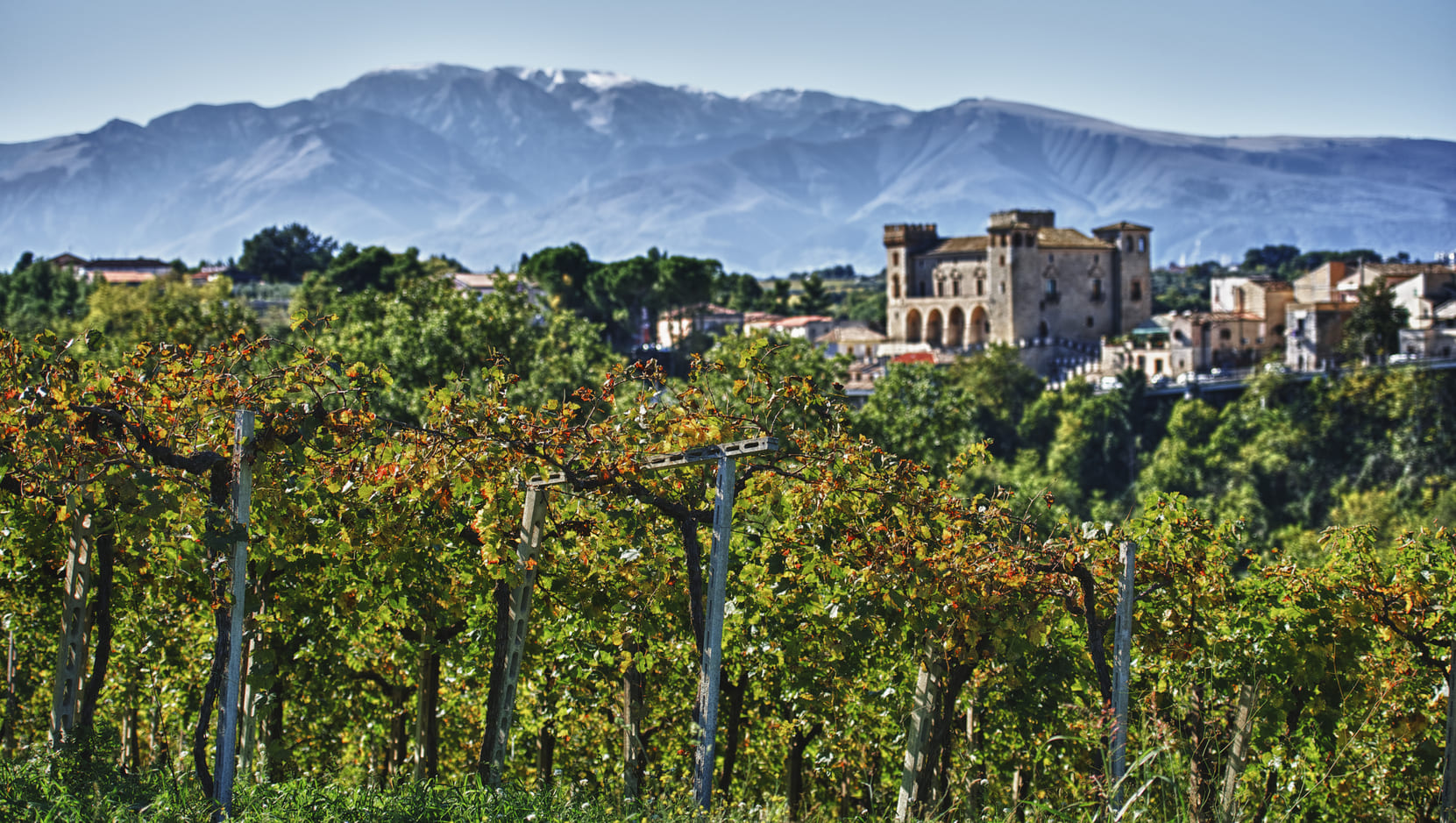 Вина Tenuta Ulisse теперь в Калининграде: успех Masseria del Sud в Европе приходит в Россию