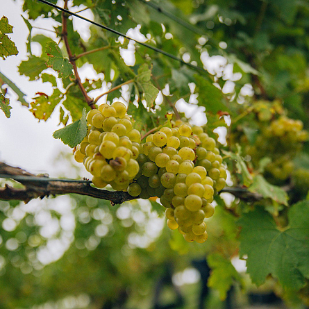 Новинка: Toi Toi Marlborough Sauvignon Blanc