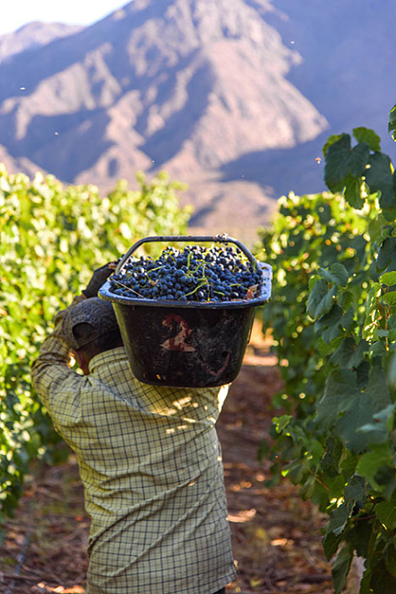 Аргентина в каждой бутылке: новое поступление вин Bodegas Staphyle