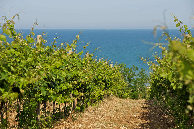 Вина Tenuta Ulisse теперь в Калининграде: успех Masseria del Sud в Европе приходит в Россию